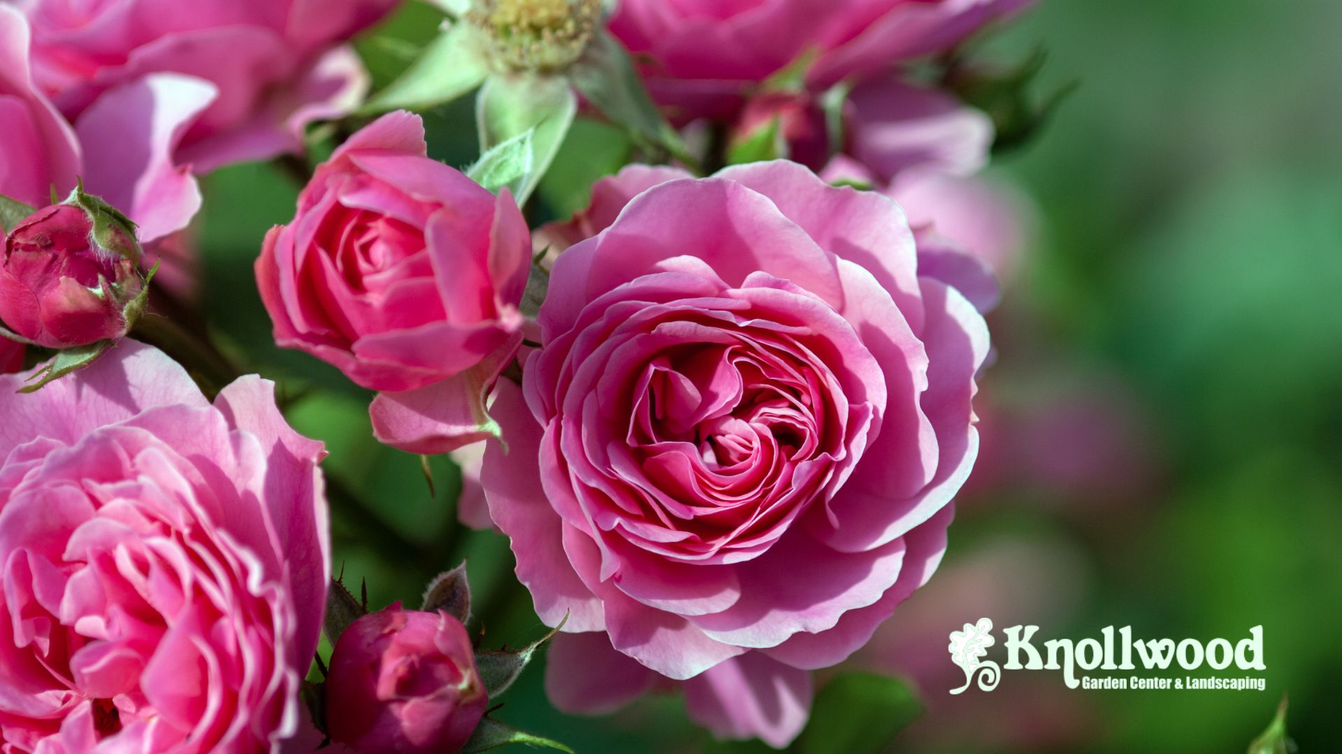 Best Rose Bushes to Plant in Spring for USDA Zone 6 – And How to Care for Them 